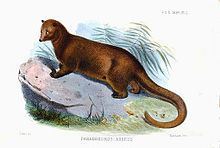 Paradoxurus aureus httpsuploadwikimediaorgwikipediacommonsthu