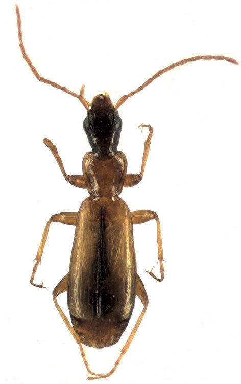 Paradromius Genus Paradromius Fowler 1887 141 Carabidae