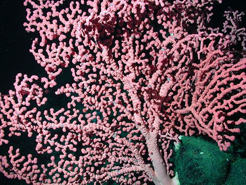 Paragorgia arborea Genetic Patterns of DeepSea Coral Provide Insights into Evolution
