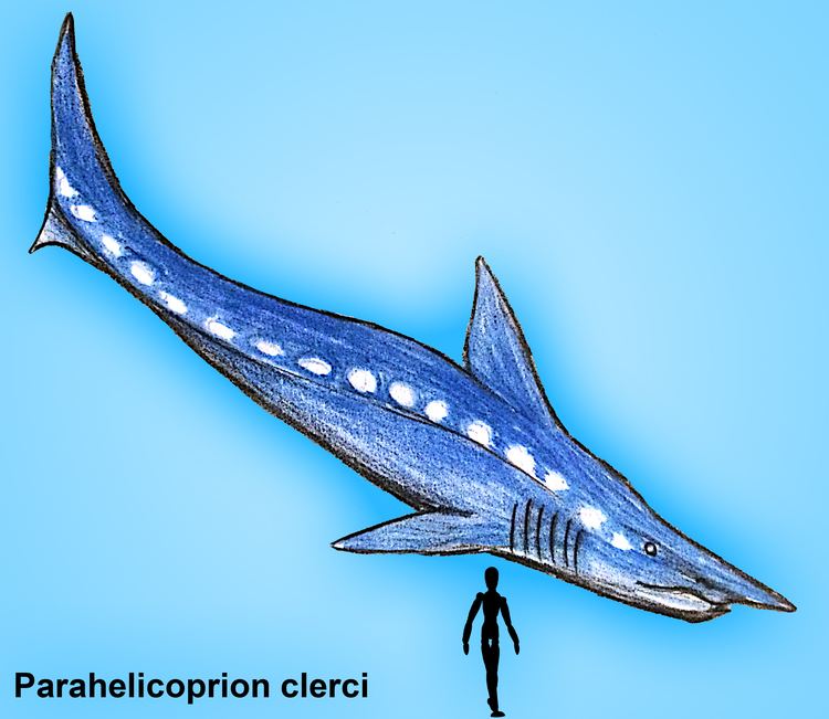 Parahelicoprion Parahelicoprion clerci by PLASTOSPLEEN on DeviantArt
