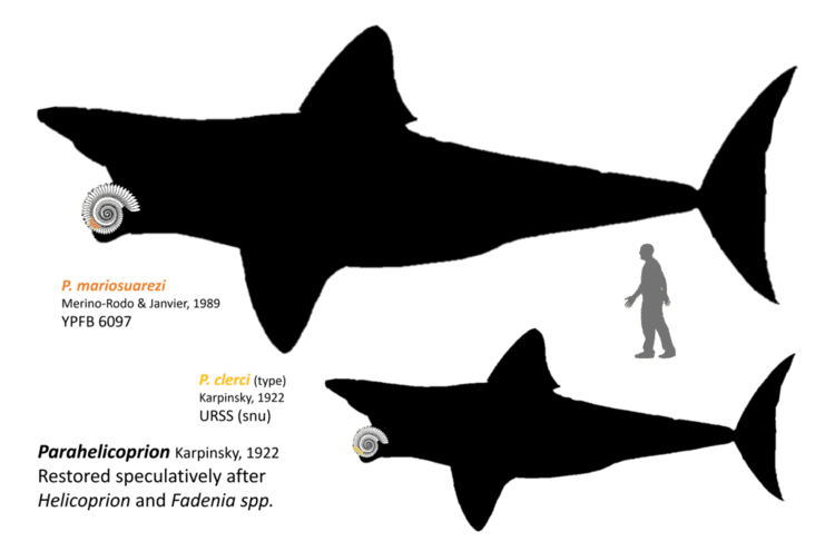 Parahelicoprion Parahelicoprion spp by lythronaxargestes on DeviantArt