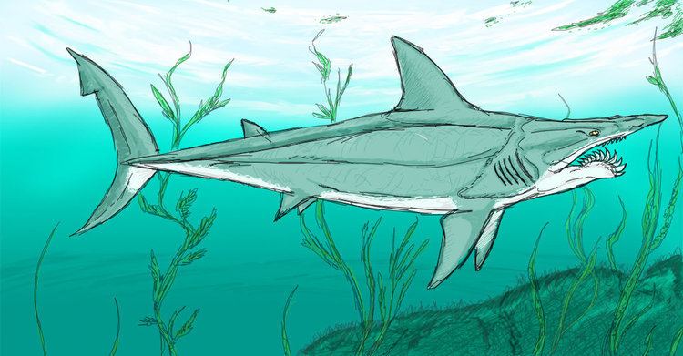 Parahelicoprion Parahelicoprion by Enneigard on DeviantArt