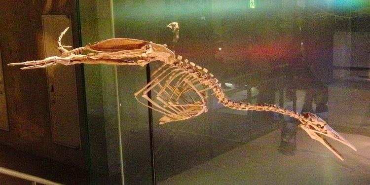 Parahesperornis