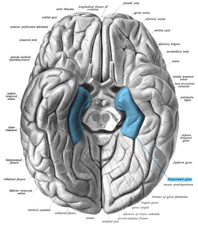 Parahippocampal gyrus