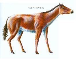 Parahippus Evolucin del caballo V El Parahippus