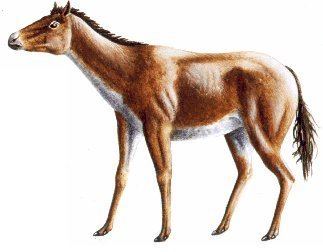 Parahippus Evolution of the horse on emaze