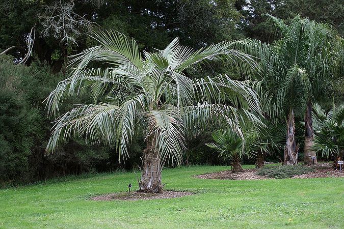 Parajubaea cocoides Parajubaea cocoides Palmpedia Palm Grower39s Guide