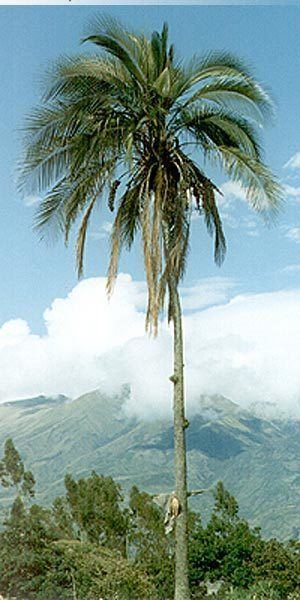 Parajubaea cocoides Parajubaea cocoides buy seeds at rarepalmseedscom