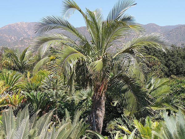 Parajubaea cocoides Parajubaea cocoides Palms For California