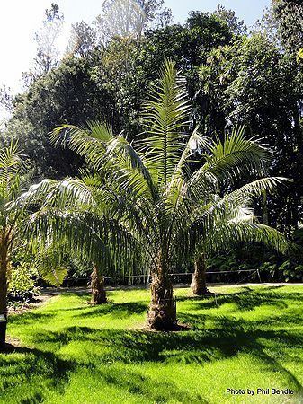 Parajubaea cocoides wwwpalmpedianetwikiimagesthumb44aParajubae