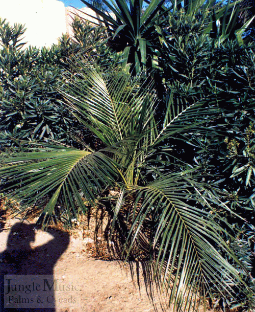 Parajubaea cocoides Parajubaea cocoides for Parajubaea cocoides