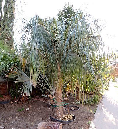Parajubaea sunkha Parajubaea sunkha Palms For California
