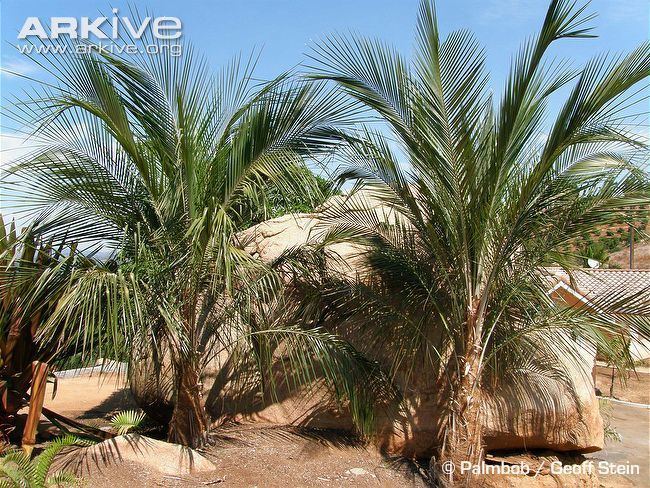 Parajubaea sunkha Sunkha palm photo Parajubaea sunkha G75369 ARKive