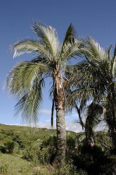 Parajubaea sunkha Parajubaea sunkha Palmpedia Palm Grower39s Guide