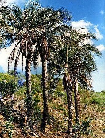 Parajubaea sunkha Parajubaea sunkha Palmpedia Palm Grower39s Guide
