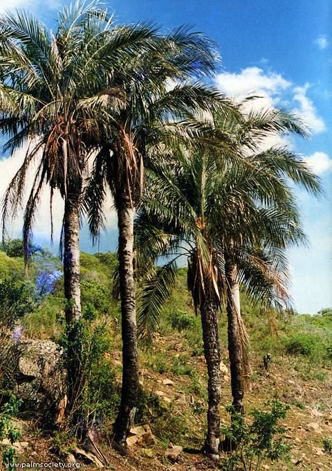 Parajubaea torallyi Parajubaea Palms with Altitude
