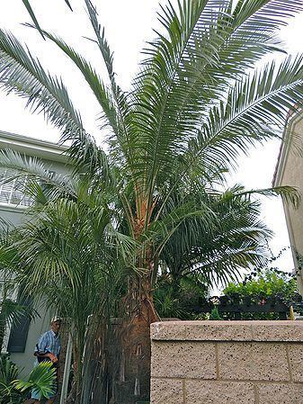 Parajubaea torallyi Parajubaea torallyi Palms For California