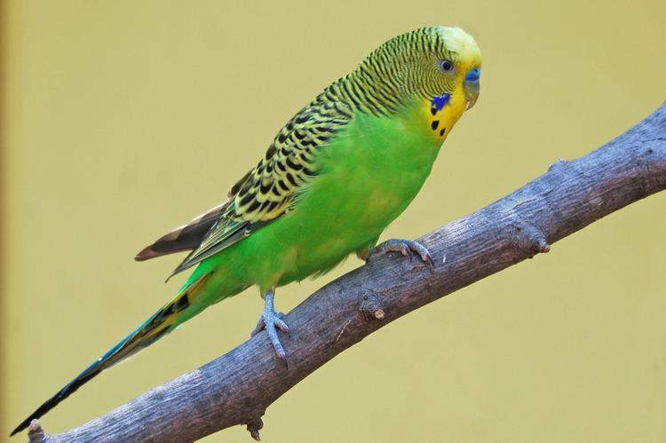 Parakeet 1000 images about My Parakeet on Pinterest Other Read more and