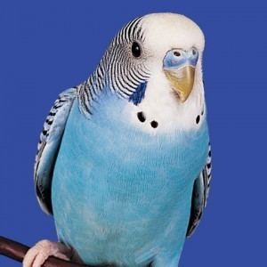 Parakeet Budgie Parakeet Personality Food amp Care Pet Birds by Lafeber Co