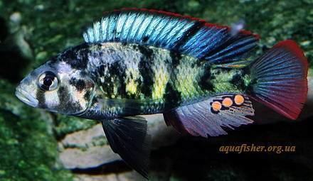 Paralabidochromis aquafisherorguawpcontentuploadsParalabidochr