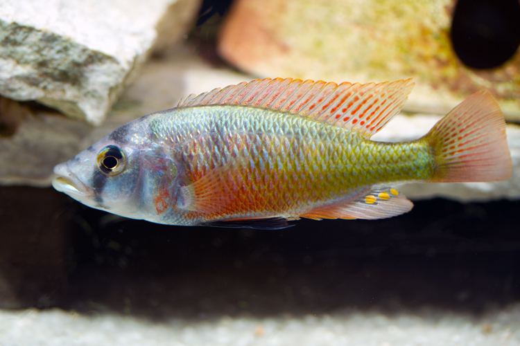 Paralabidochromis Chilotes0240jpg