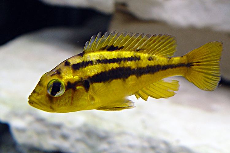 Paralabidochromis YellowRockKribFemaleCjpg