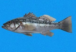 Paralabrax clathratus Paralabrax clathratus Kelp Bass Discover Life