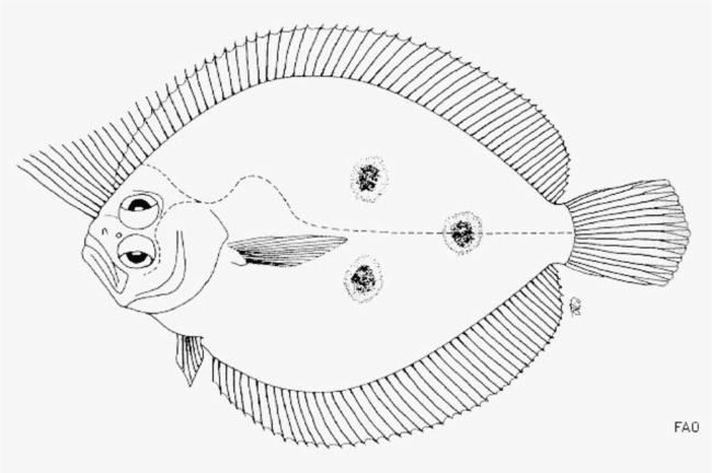 Paralichthyidae Pseudorhombus