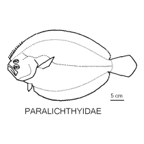 Paralichthyidae fishesofaustralianetauimagesfamilyparalichthy