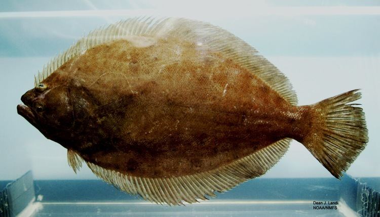 Paralichthys FileParalichthys squamilentus2jpg Wikimedia Commons