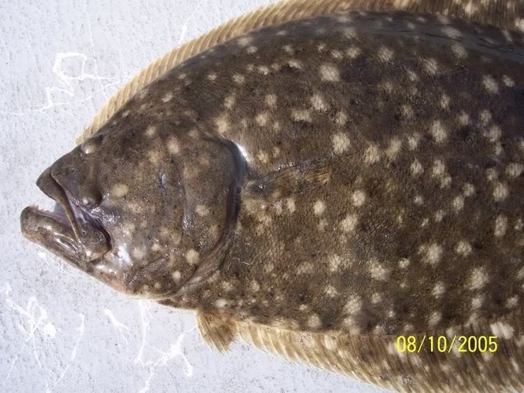 Paralichthys lethostigma Flounder SouthernParalichthys lethostigma