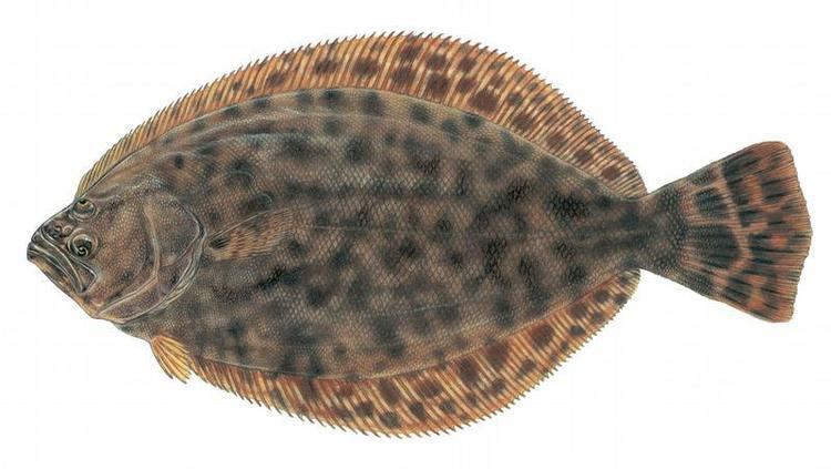 Paralichthys lethostigma Fishes of Texas Paralichthys lethostigma