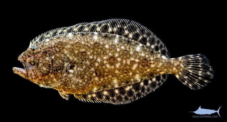 Paralichthys lethostigma Paralichthys lethostigma Fishes of North Carolina
