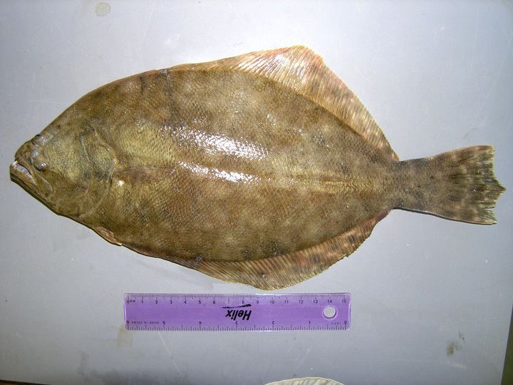 Paralichthys lethostigma Southern flounder Paralichthys lethostigma