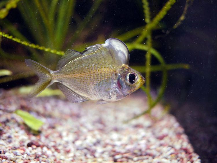 humphead glassfish