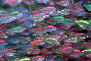 Parambassis ranga 6 Parambassis Ranga Assorted Color Glassfish Fresh Water Aquarium