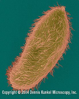 Paramecium Paramecium MicrobeWiki