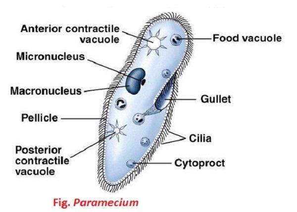 Paramecium General Description of Paramecium