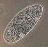 Paramecium httpsuploadwikimediaorgwikipediacommonsthu