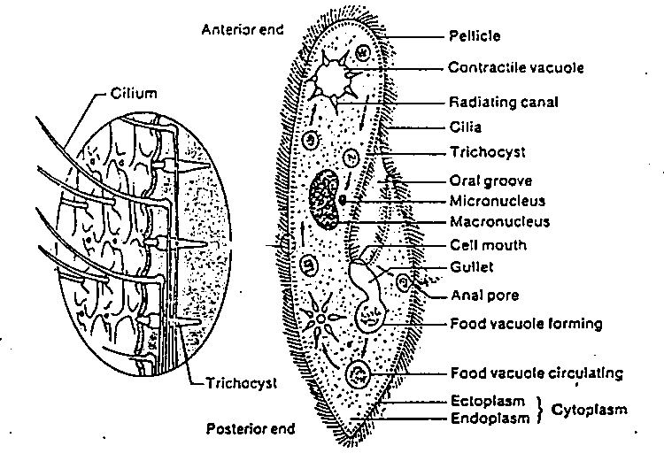 Paramecium Paramecium Mobile Friendly