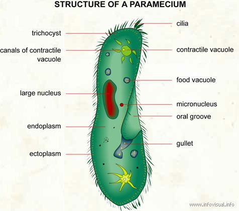 Paramecium Paramecium Visual Dictionary