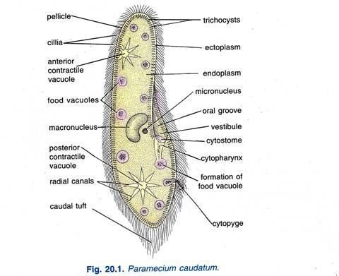 Paramecium caudatum Paramecium Caudatum Habitat Structure and Locomotion