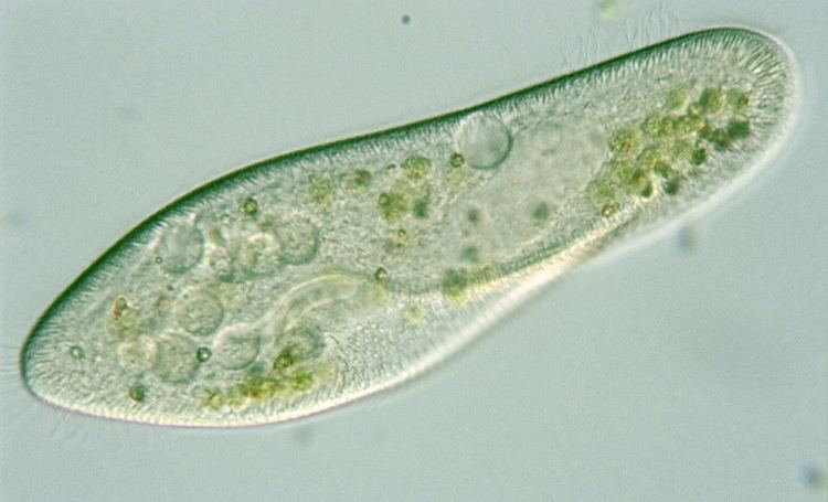 Paramecium caudatum Paramecium cell acbg
