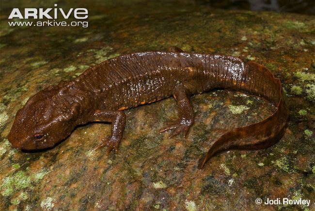 Paramesotriton Vietnamese salamander photo Paramesotriton deloustali G98686