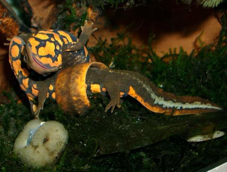 Paramesotriton Paramesotriton deloustali grow up Caudataorg Newt and Salamander