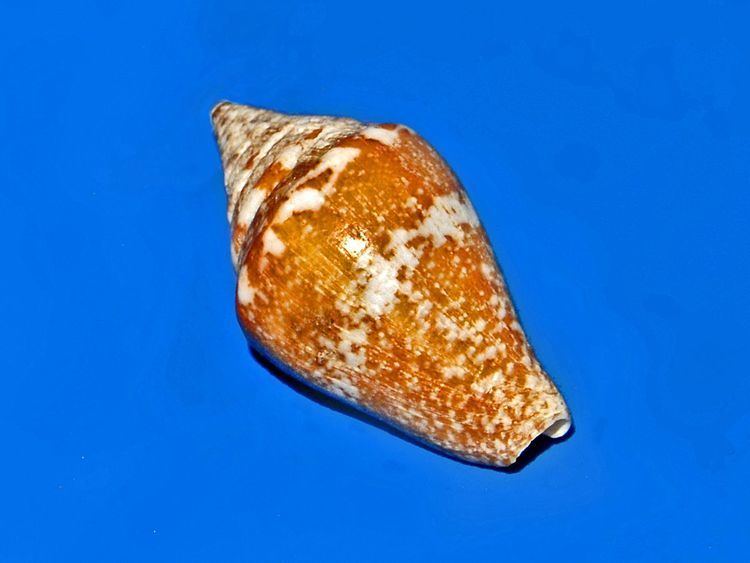 Parametaria