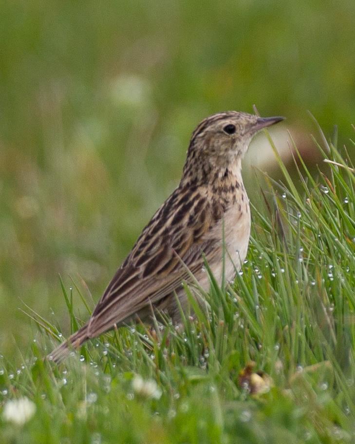 Paramo pipit BirdsEye Photography Review Photos