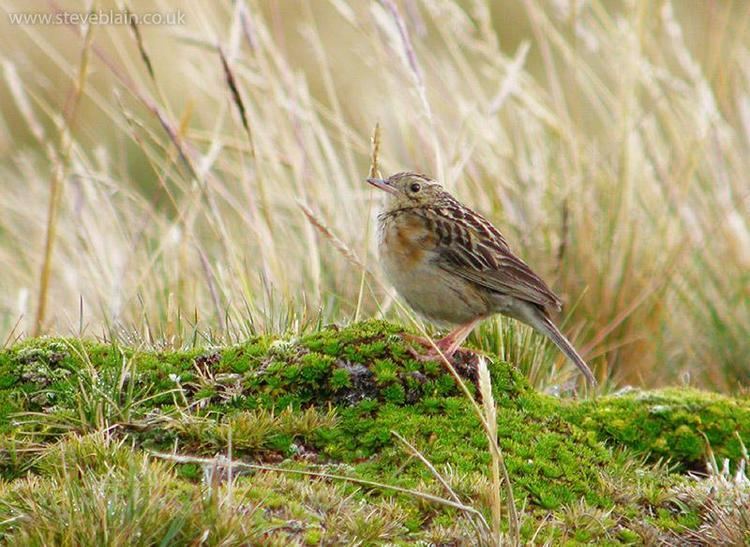 Paramo pipit Paramo Pipit Anthus bogotensis Seen running around on the Paramo