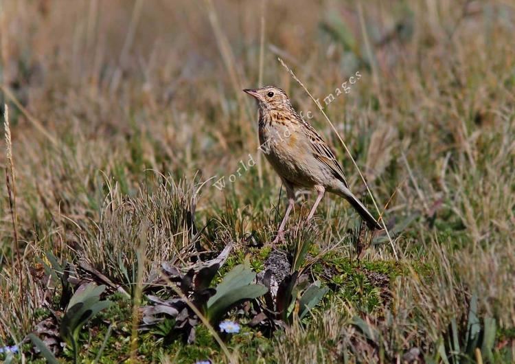 Paramo pipit wwwworldwildlifeimagescombirdsd824089Anthus