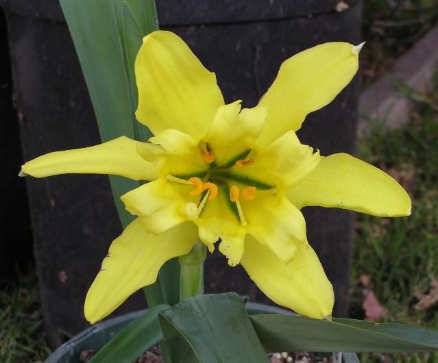 Paramongaia Pacific Bulb Society Favorite Yellow Flowered Bulbs Three